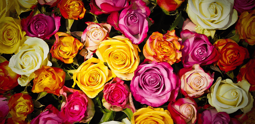 15 Idees Cadeaux Pour Les Noces De Rose 17 Ans De Mariage